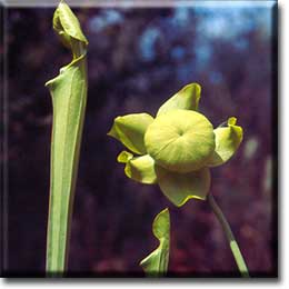 Carnivorous plant - Sarracenia flava