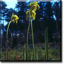 Carnivorous plant - Sarracenia flava