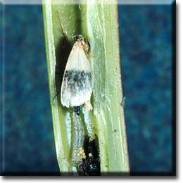 Carnivorous plant - Sarracenia flava