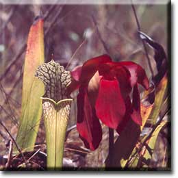 Carnivorous plant - Sarracenia leucophylla