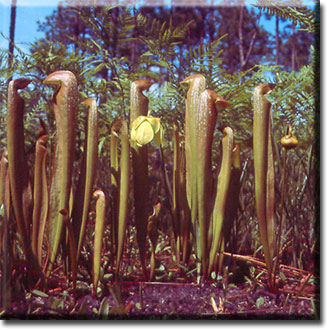 Carnivorous plant - Sarracenia minor