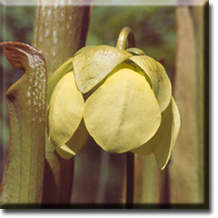 Carnivorous plant - Sarracenia minor