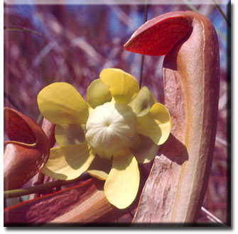 Carnivorous plant - Sarracenia minor