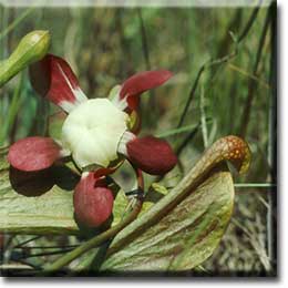 Carnivorous plant - Sarracenia psittacina