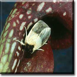 Carnivorous plant - Sarracenia psittacina