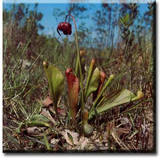 Carnivorous plant - Sarracenia psittacina