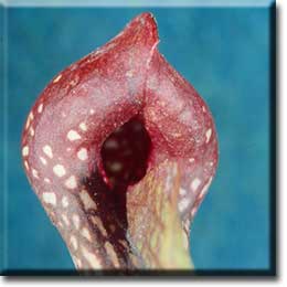 Carnivorous plant - Sarracenia psittacina