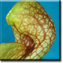 Carnivorous plant - Sarracenia psittacina