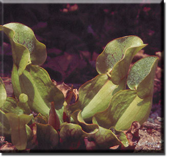 Carnivorous plant - Sarracenia purpurea