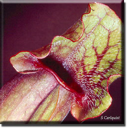 Carnivorous plant - Sarracenia purpurea