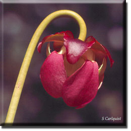 Carnivorous plant - Sarracenia purpurea