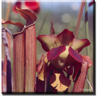 Carnivorous plant - Sarracenia rubra