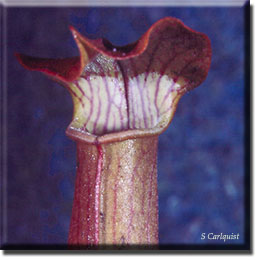 Carnivorous plant - Sarracenia rubra