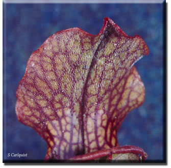 Carnivorous plant - Sarracenia rubra