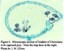 Utricularia, carnivorous plants