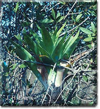 carnivorous plants, berteroniana, catopsis, plant, flower