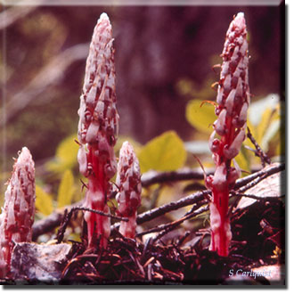 parasitic plant - Allotropa virgata