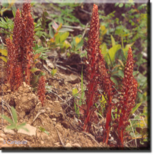 parasitic plant - Allotropa virgata