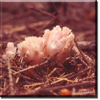 parasitic plant - Hemitomes congestum