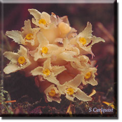 parasitic plant - Hemitomes congestum