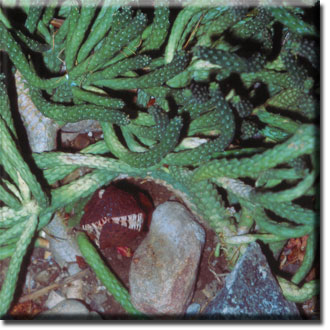 parasitic plant - Hydnora africana