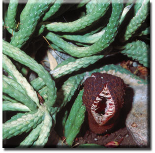 parasitic plant - Hydnora africana