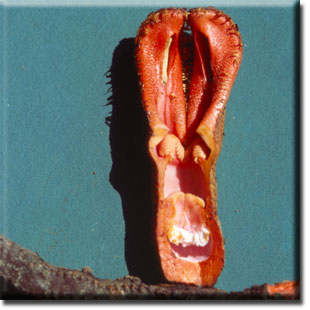 parasitic plant - Hydnora africana