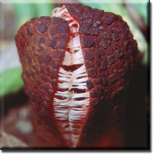 parasitic plant - Hydnora africana