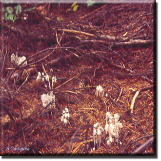 parasitic plant - Monotropa uniflora