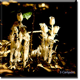 parasitic plant - Monotropa uniflora