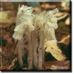 parasitic plant - Monotropa uniflora