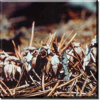 parasitic plant - Monotropsis odorata