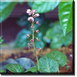 parasitic plant - Pyrola incarnata