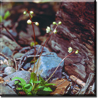 parasitic plant - Pyrola japonica