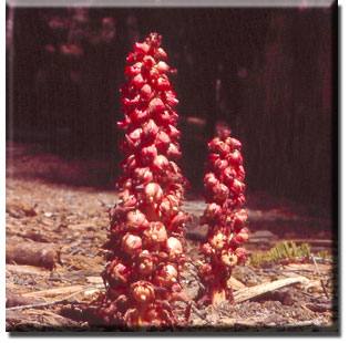 parasitic plant - Sarcodes sanguinea