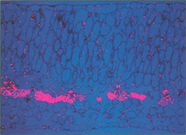 Cross section of a mature leaf of Vigna mungo, immunolabelled using an antibody raised against soybean leaf vegetative storage protein 27/29 (VSP 27/29).