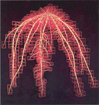 The growth of a bean (Phaseolus vulgaris L.) root system for 10 d, as simulated by SimRoot, a dynamic simulation model of botanical root systems based on empirical growth parameters.