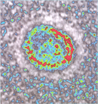 Transverse view showing internal structure of a plasmodesma of the charophycean green alga Chara zeylanica.