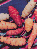 A sample of the diversity of tubers oca, Oxalis tuberosa Molina, from the germplasm bank of PROINPA (Programa de la Investigacion de la Papa), Cochabamba, Bolivia.