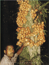 Cauliflorous figs of Ficus itoanafrom Madang, Papua, New Guinea.