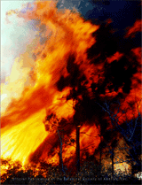 Fire rages through oaks, pines, and palmettos at the Archbold Biological Station, Lake Placid, Florida.