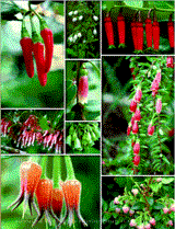 Floral diversity in the blueberries (Vaccinieae, Ericaceae). Top row from left: Paphia meiniana, Queensland, Australia (photo: K. A. Kron); Vaccinium corymbosum, eastern United States (photo: K. A. Kron); Macleania stricta, Ecuador (photo: J. L. Luteyn). Second row from left: Satyria warszewiczii, Panama (photo: E. A. Powell), upper - Dimorphanthera anchorifera, New Guinea (photo: K. A. Kron), lower - Vaccinium poasanum, Central America (photo: E. A. Powell), Agapetes serpens, Thailand (photo: K. A. Kron).