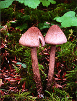 Inocybe hirsuta var. maxima A. H. Smith (SAT 01-279-08) photographed in the Hoh River Valley in Olympic National Park, Washington, USA. 