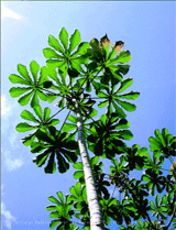 Cecropia obtusa Tr�cul (Cecropiaceae), a pioneer species associated with the initial phases of vegetation sequences of tropical South American forests.