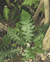 Asplenium aureum Cav. photographed in a remnant of laurel forest in the Barranco del Laurel, Gran Canaria.