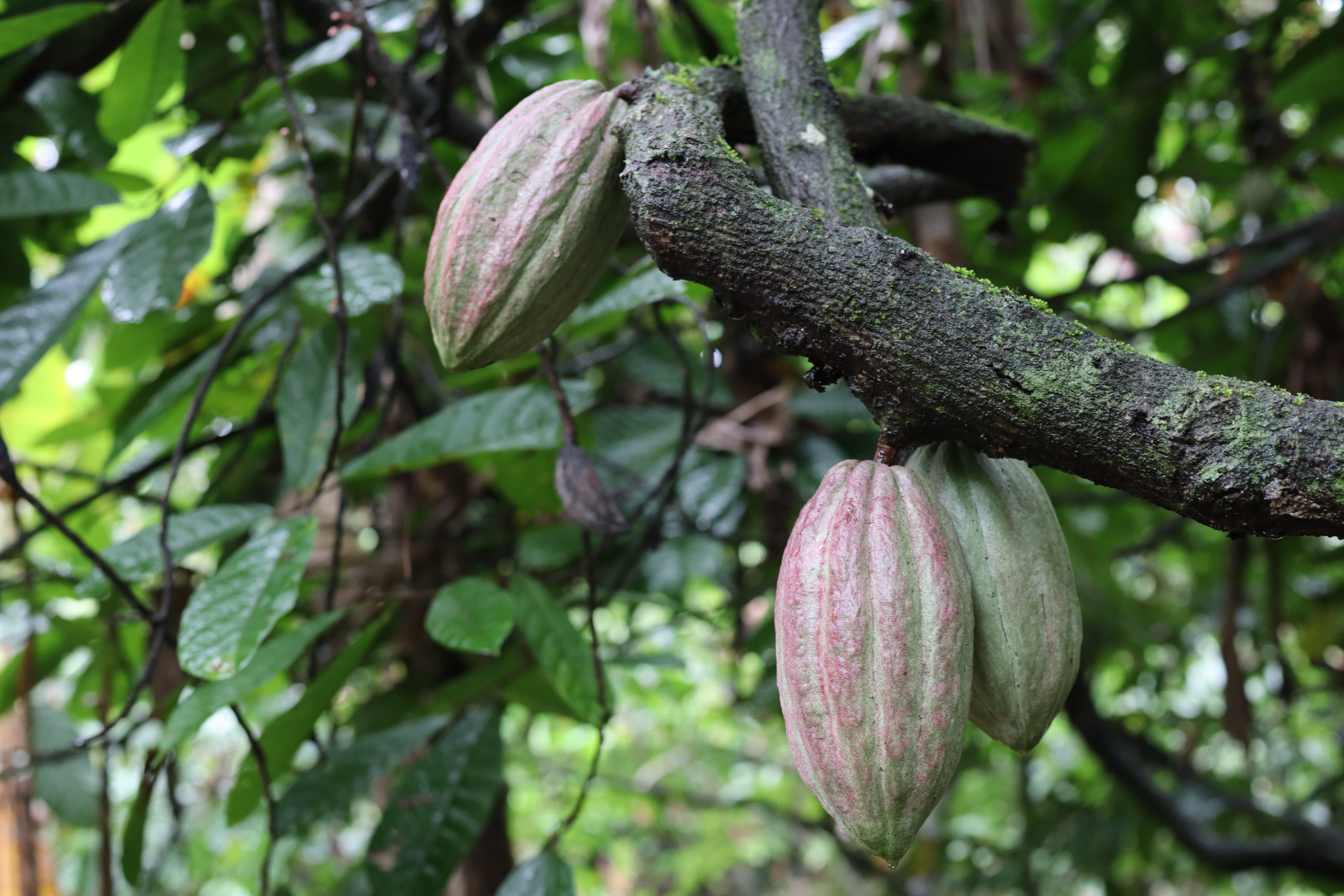 Cacao Trees (Theobroma cacao)