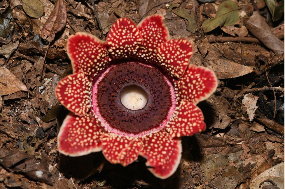 Sapria himalayana (Rafflesiaceae)
