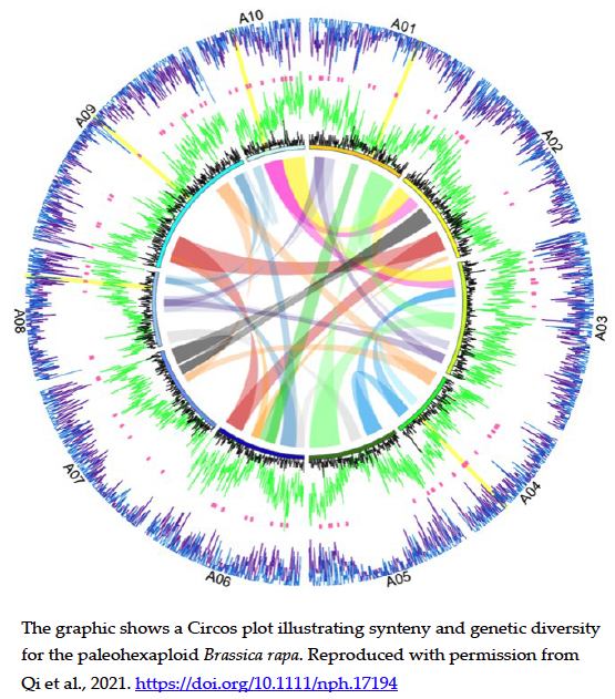 The graphic shows a Circos plot illustrating synteny and genetic diversity for the paleohexaploid Brassica rapa. 