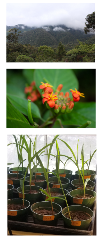 Photo credits: Top and middle image: Alejandro Zuluaga Trochez; bottom image: Gregory J. Pec