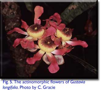 Gustavia longifolia